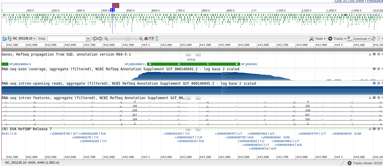 Окрестность гена ATP16 в геномном браузере