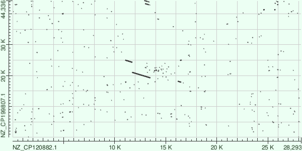 Карта сходства TBLASTX