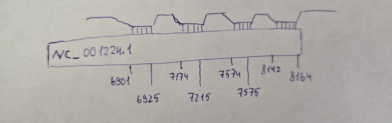 Схема расположения гомологов рРНК в геноме дрожжей