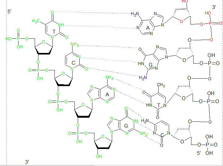 Фрагмент молекулы нуклеиновой кислоты