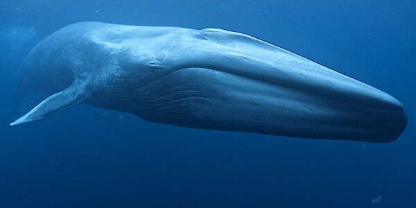 Фотография синего кита