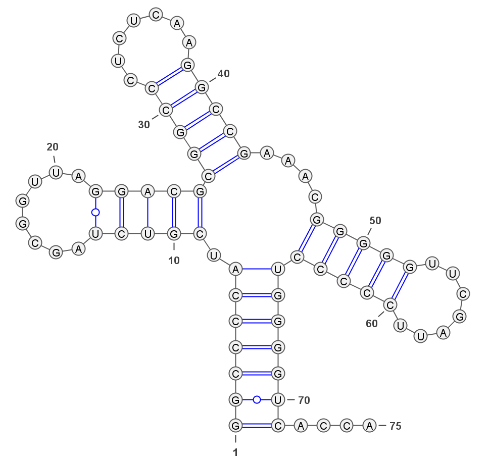 Структурная рнк. Вторичная структура структура РНК. Первичная и вторичная структура РНК. Вторичная структура РНК связи. Структуры РНК первичная вторичная и третичная.