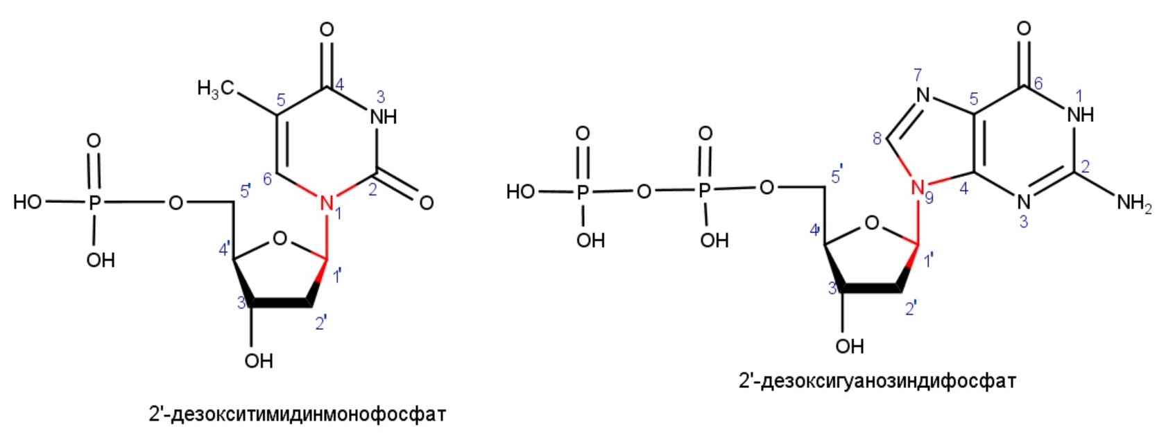 2'-дезоксигуанозиндифосфат, 2'-дезокситимидинмонофосфат