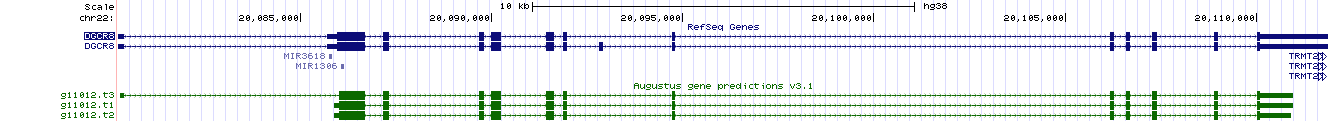 Ген DGCR8 в геномном браузере