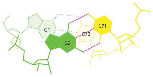 Стекинг-взаимодействия №1 в тРНК