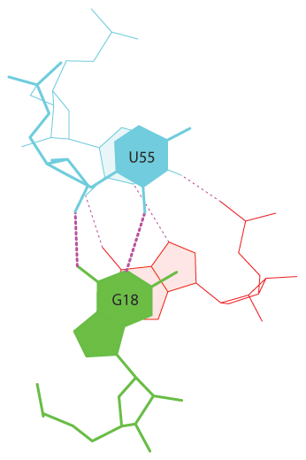 Стекинг-взаимодействия №13 в тРНК