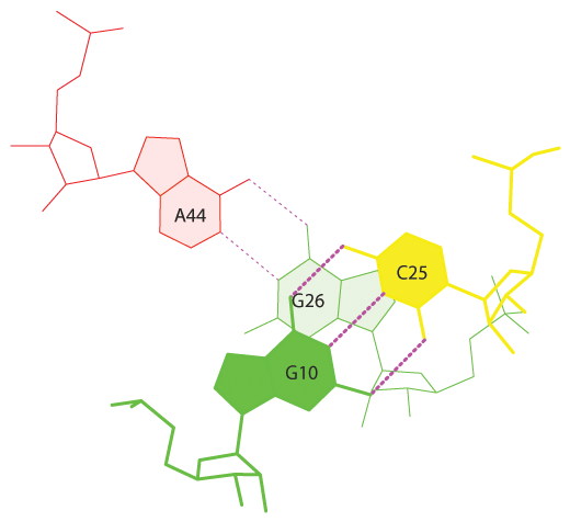 Стекинг-взаимодействия №22 в тРНК