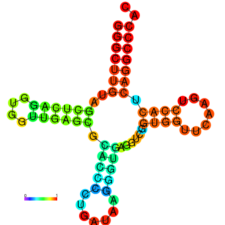 Результат RNAfold