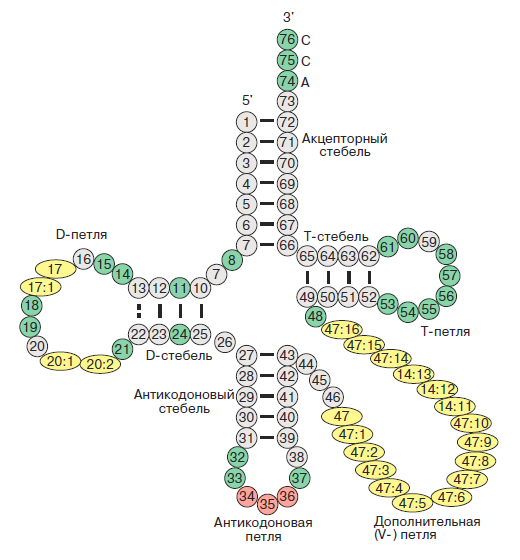 Структура тРНК