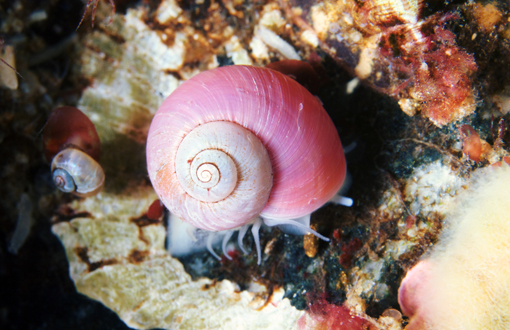 Margarites groenlandicus