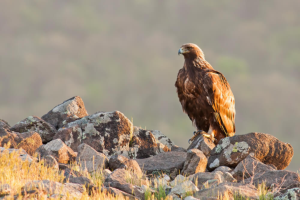 Golden Eagle on rocks