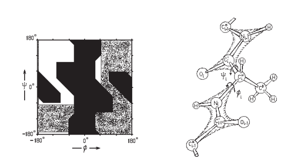 Permitted conformations for all amino acids except glycine, proline and preproline