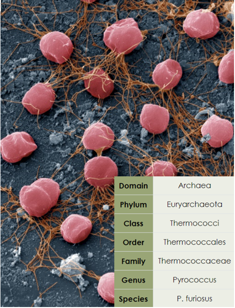 Archaea