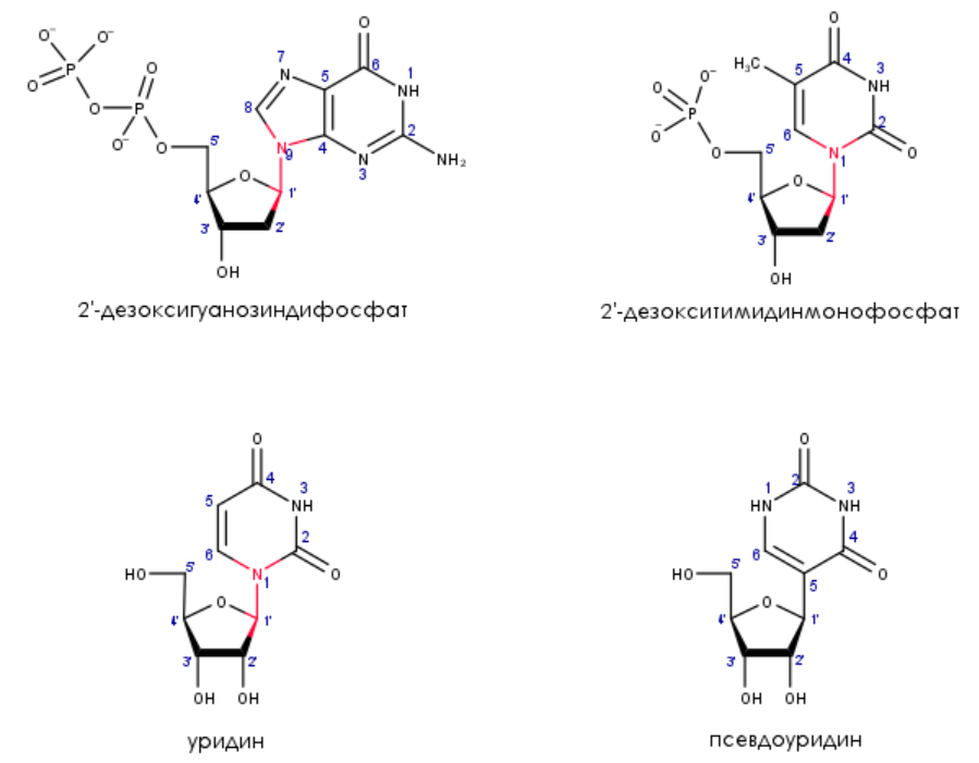 Nucleotides