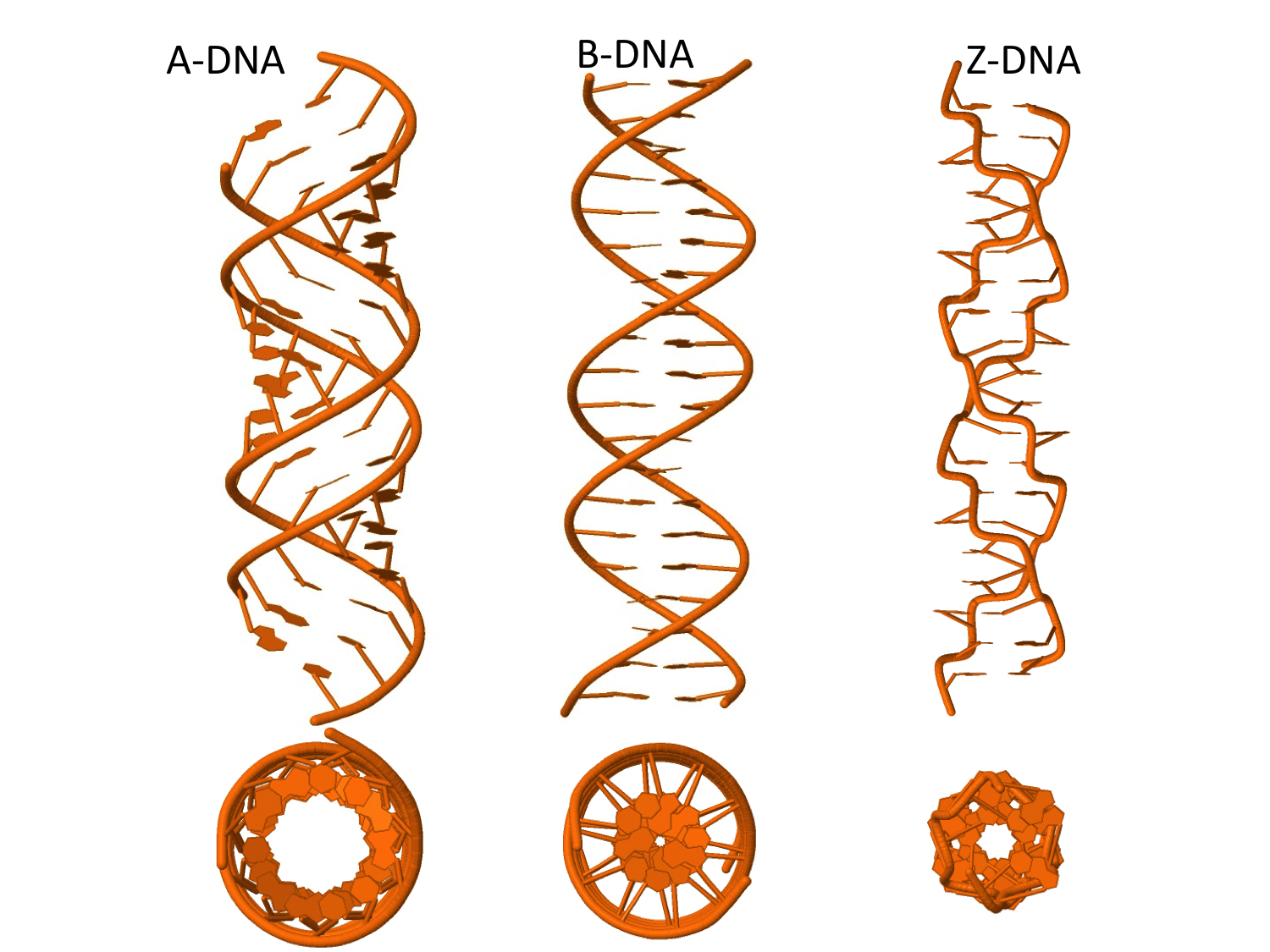 Z структура ДНК. Правозакрученная спираль ДНК. Б форма ДНК. A B Z формы ДНК.