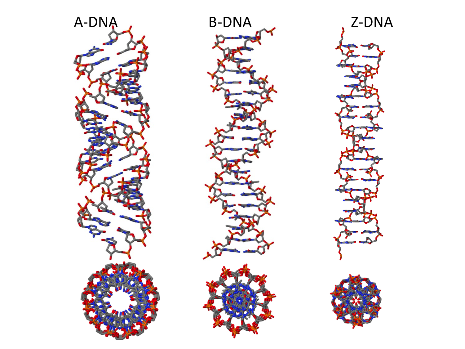 A B Z формы ДНК. Структура двойной спирали ДНК. Z структура ДНК. Формы спирали ДНК.