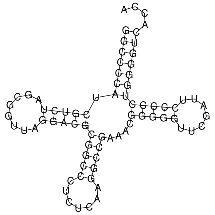 Вторичная структура тРНК