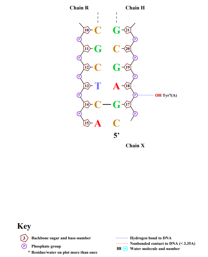 5co8 Схема ДНК-белковых контактов 
