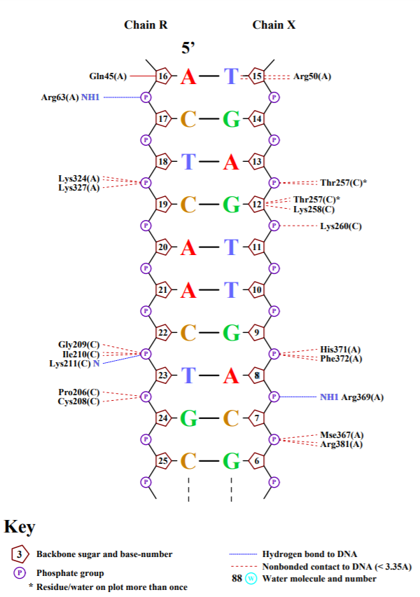 5co8 Схема ДНК-белковых контактов 