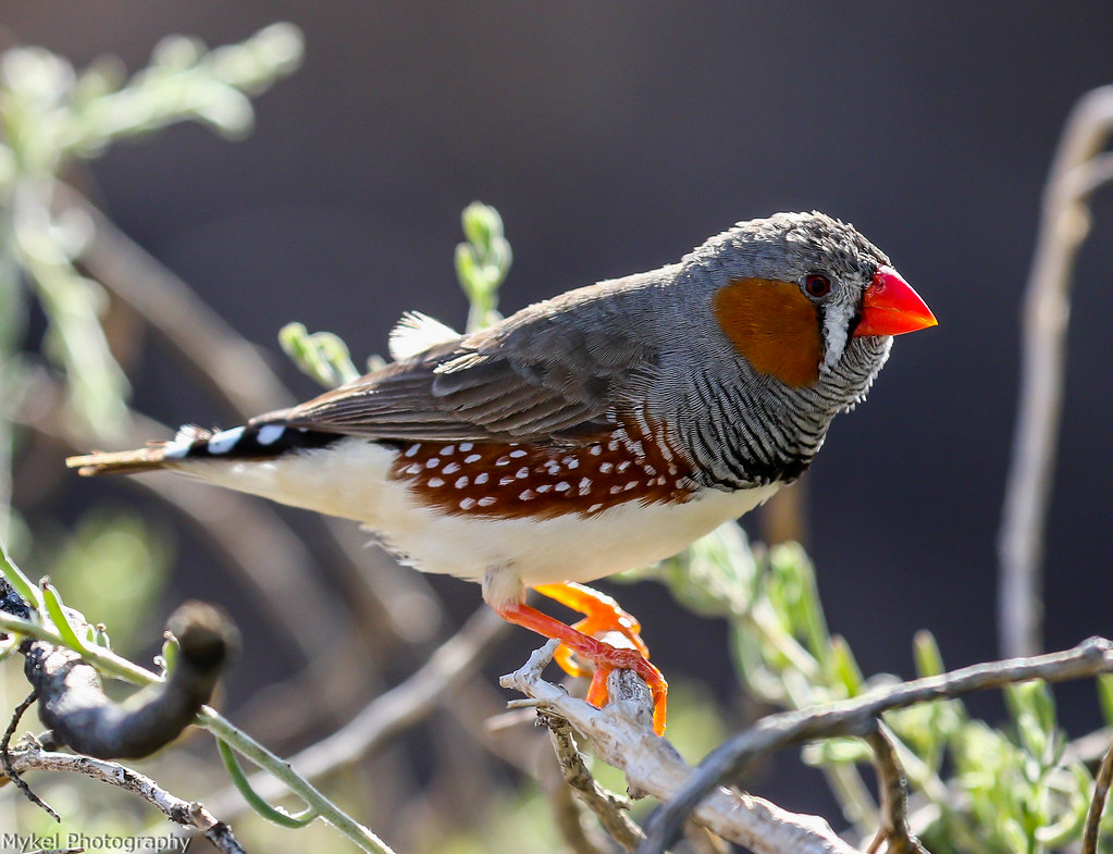 Zebra Finch