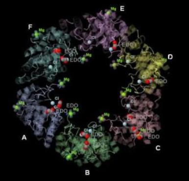 Image of protein's chains with EDO, Mg, Cl