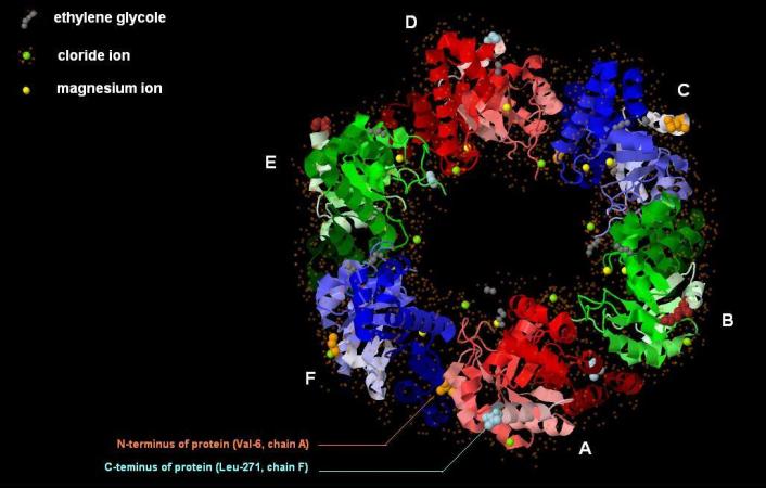 Image of protein's chains with EDO, Mg, Cl