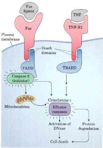 Caspase8-cascade