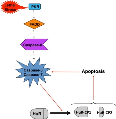 HuR-CP-apoptosis