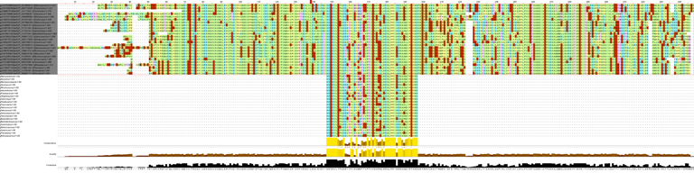 aligment of sequences and motif