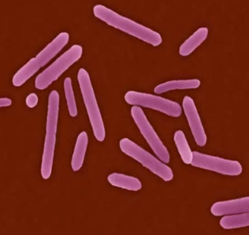 Внешнее строение бактерии