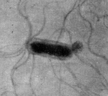 Жгутики бактерии