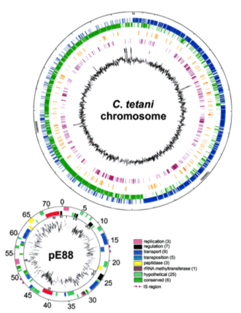 Структура кольцевой хромосомы и плазмиды