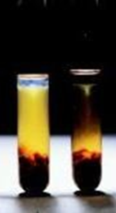 Рост клостридий в среде Китта-Тароцци