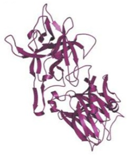 Структура тетаноспазмина