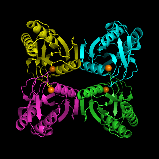 Общий вид белка