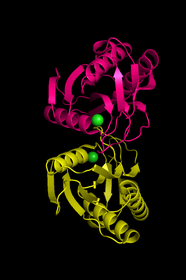 Биологическая единица