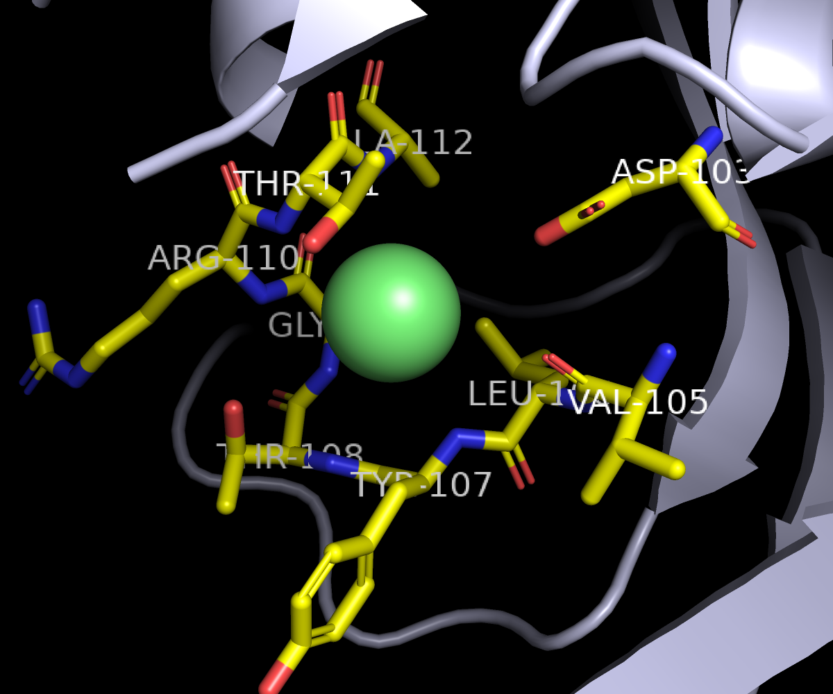 Белковое окружение CL
