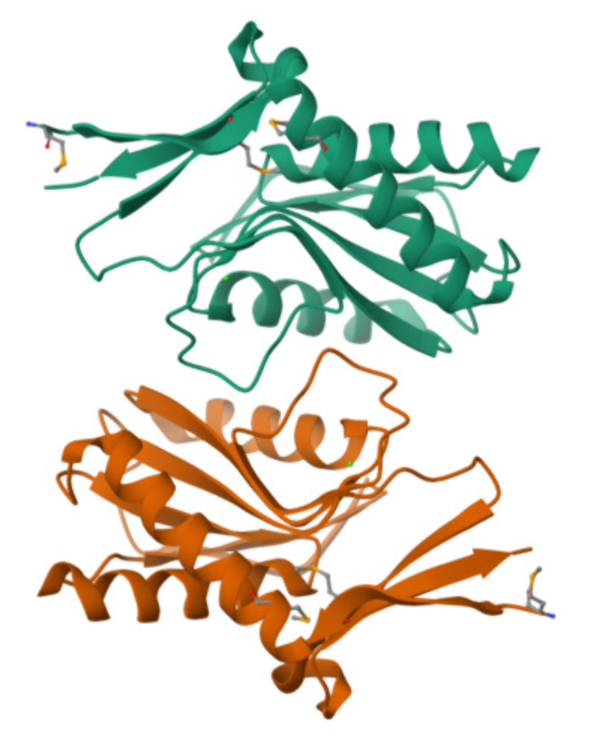 Биологическая сборка 1