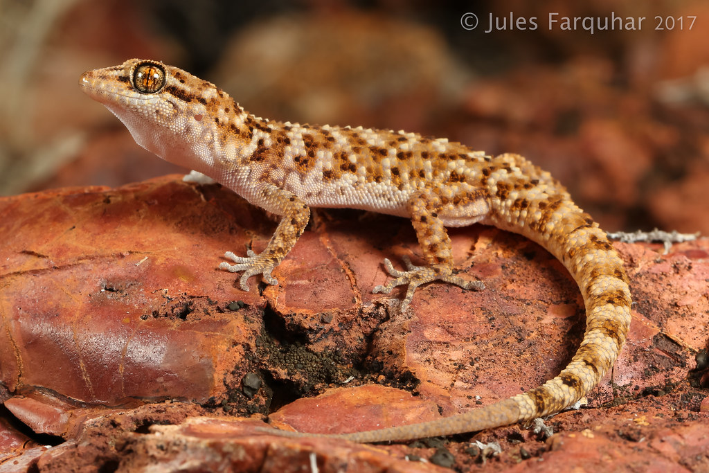 Heteronotia binoei