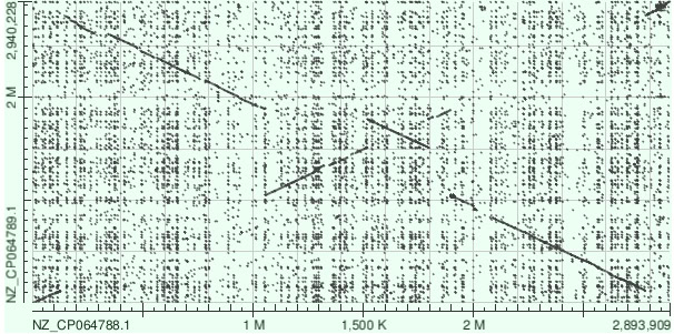 Дотплот blastn