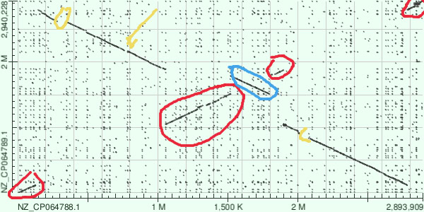 Дотплот мегабласт