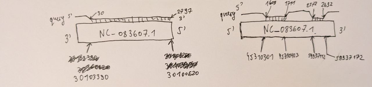 Схема гомолога