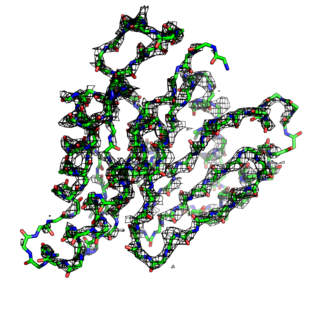 Полипептидные связи белков. Полипептидная цепь. Построение полипептидной цепи. Полипептидные связи ДНК. Закономерности строения полипептидной цепи.
