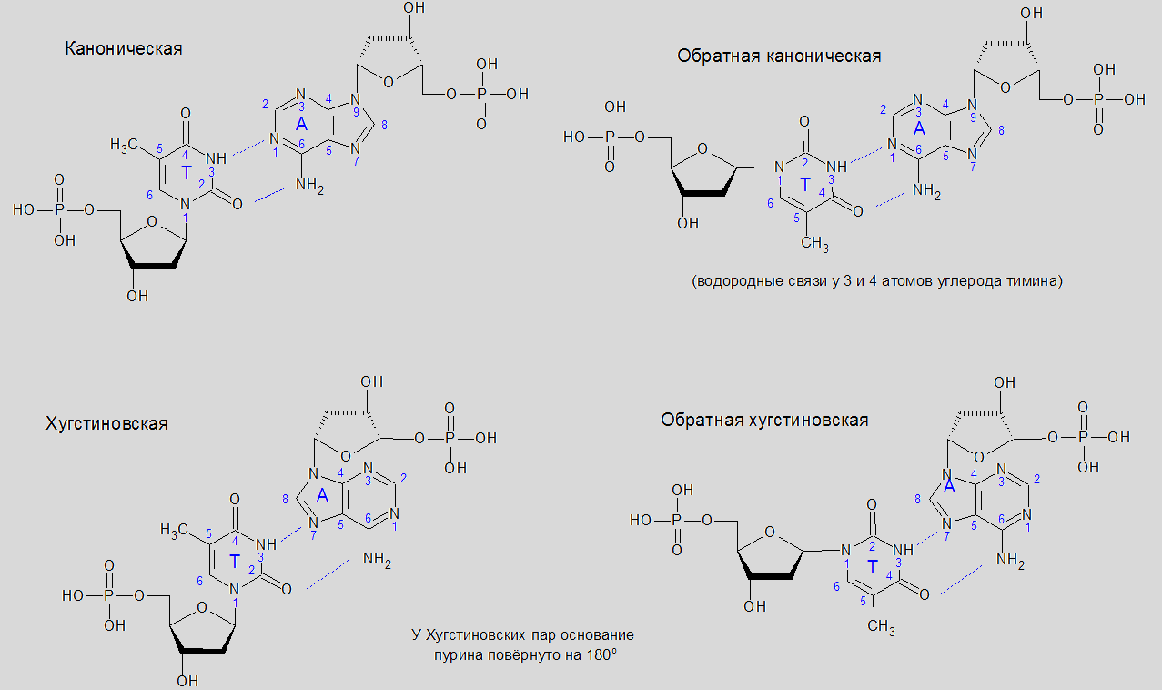 Пары днк. ДТМФ нуклеотид. Водородные связи в нуклеотидах. Хугстиновские взаимодействия. Пары нуклеотидов в ДНК.