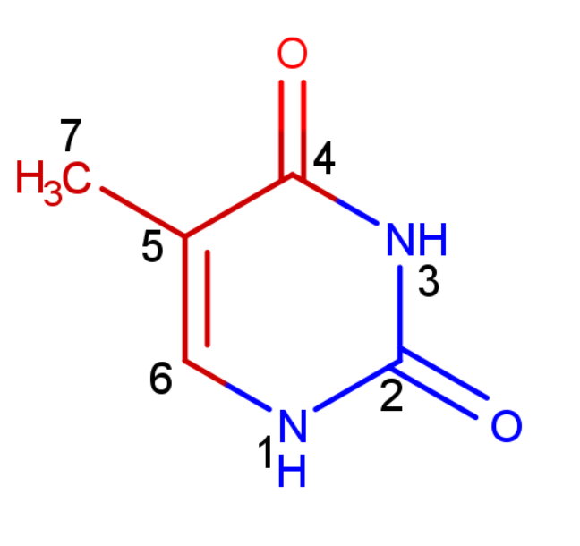 tymine