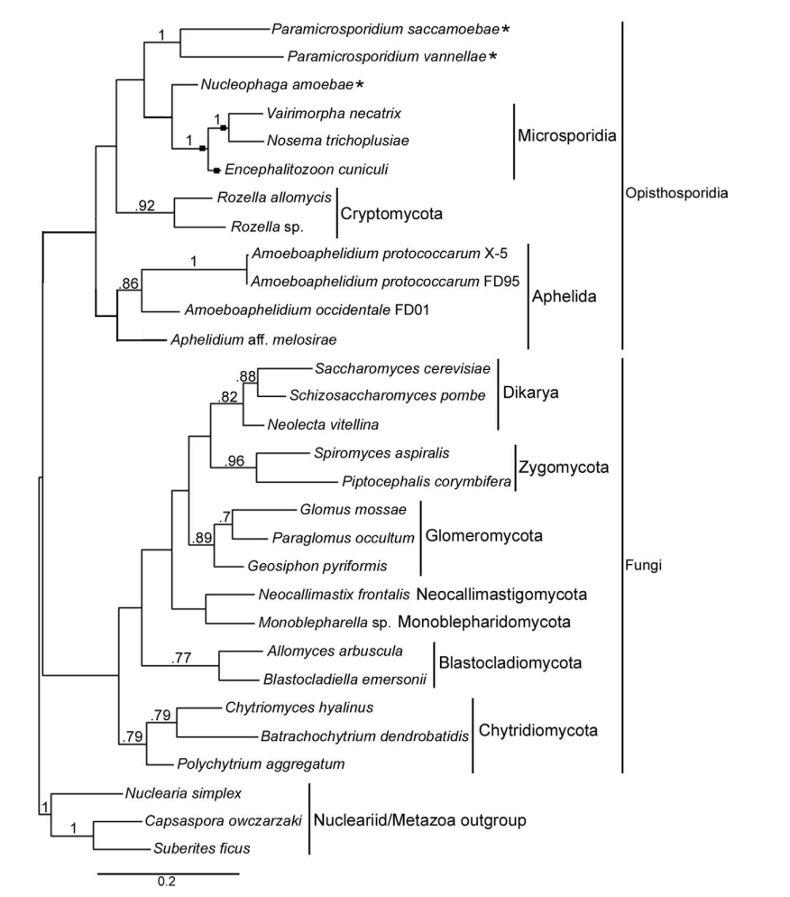 Philogeny