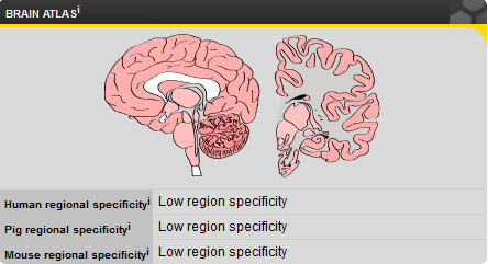 brain regional specificity