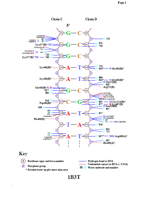 DNA-Protein contacts
