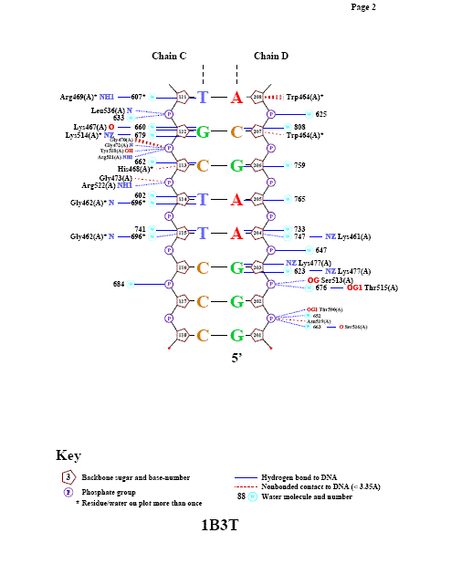 DNA-Protein contacts
