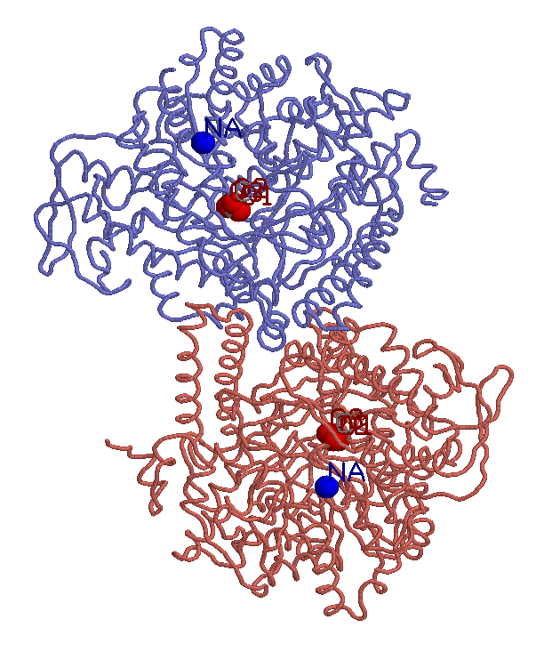 structure of E.coli transferase